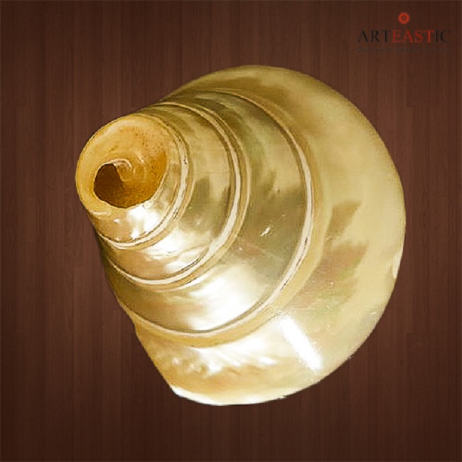 Conch Shell Moti Shankha  CS-03-001a