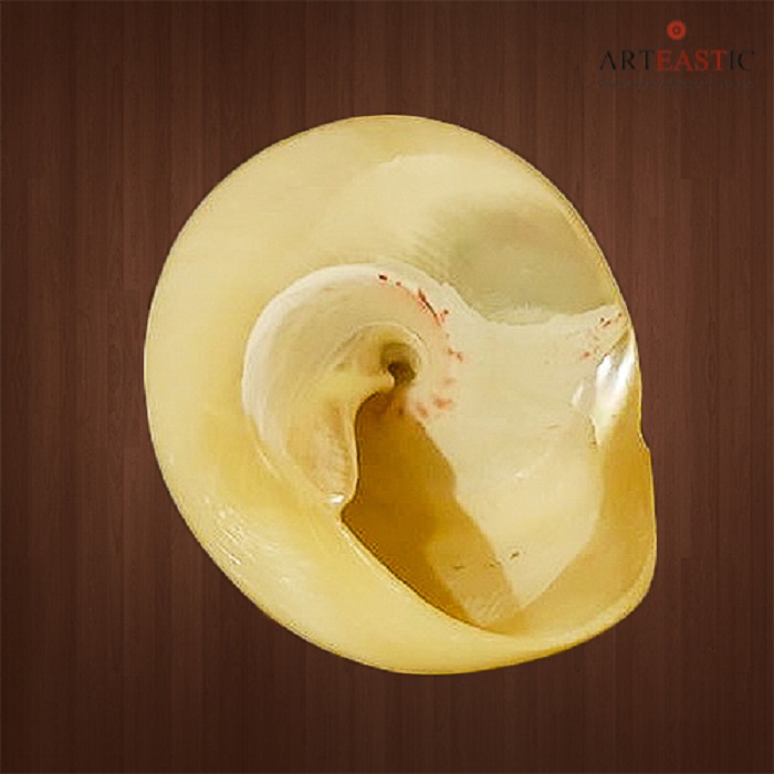 Conch Shell Moti Shankha  CS-03-001b